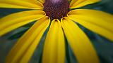 Half A Black-eyed Susan_01286